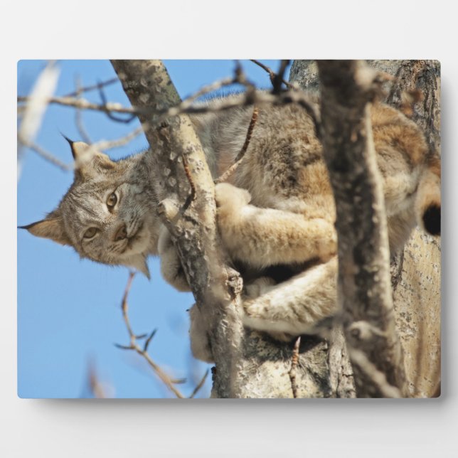 Mischievous Lynx Plaque (Front)