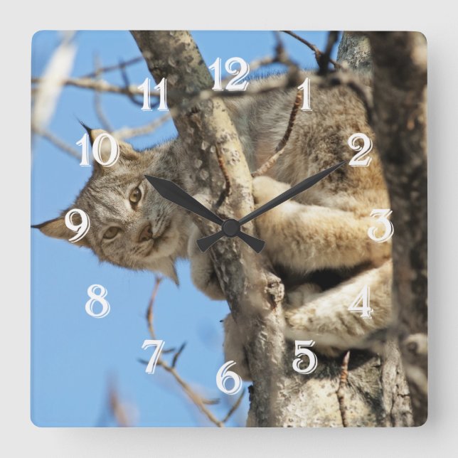 Mischievous Lynx Square Wall Clock (Front)