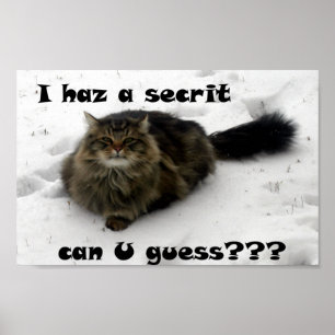 Mischievous Maine Coon in the snow Poster