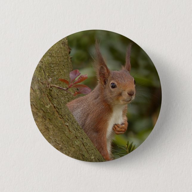 Mischievous Red Squirrel Pinback Button (Front)