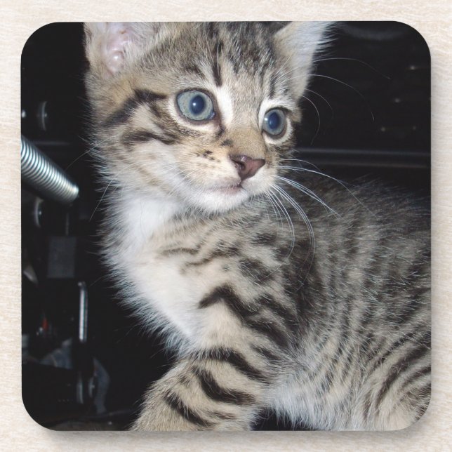Mischievous Tabby Kitten,  Beverage Coaster (Front)