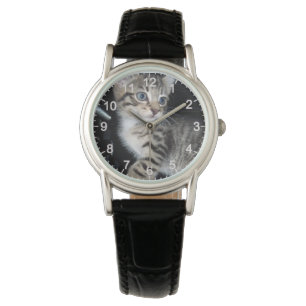 Mischievous Tabby Kitten, Watch