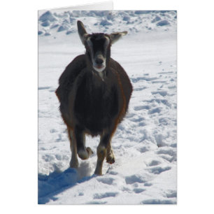 Misha Having Fun Goat Running in Snow Cards
