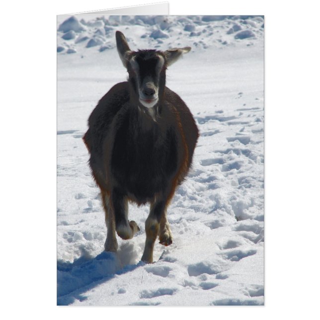 Misha Having Fun Goat Running in Snow Cards (Front)