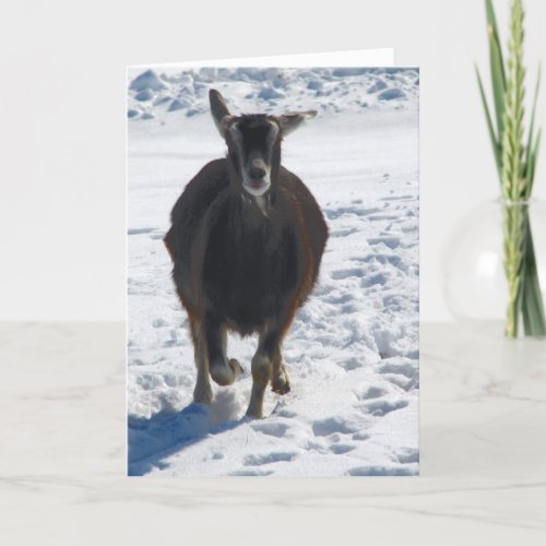 Misha Having Fun In Snow Christmas Holiday Card