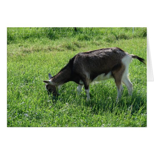 Misha the Goat Cards (Front Horizontal)