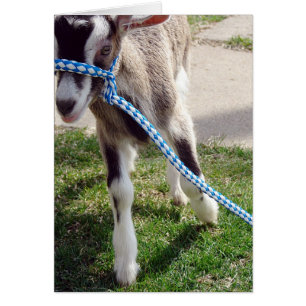 Misha the Goat Cards