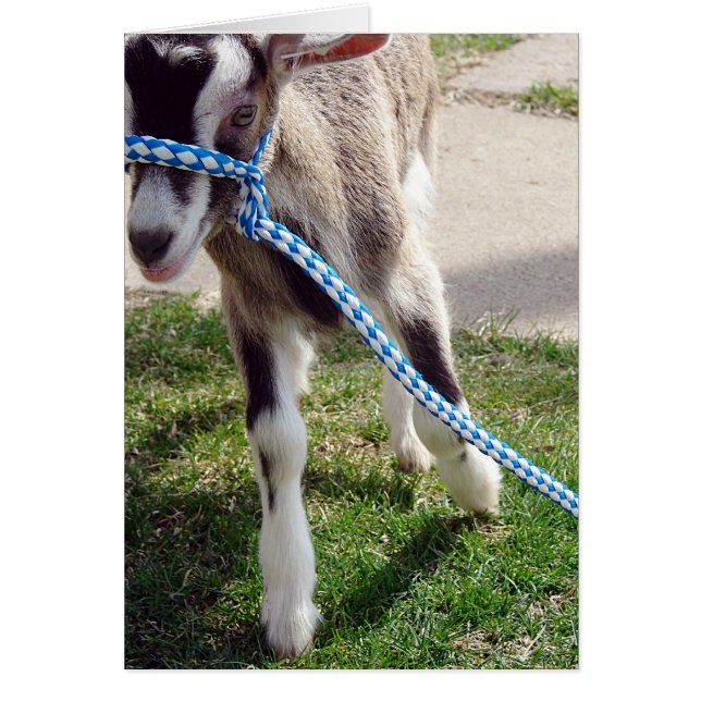 Misha the Goat Cards (Front)