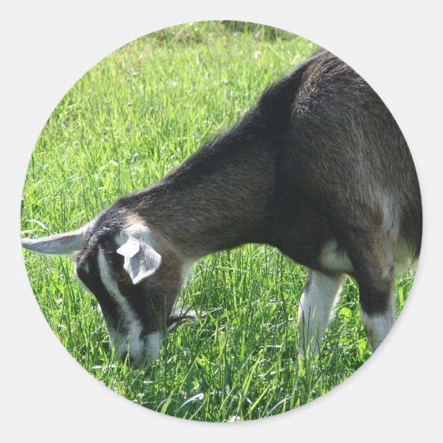 Misha the Goat Classic Round Sticker (Front)