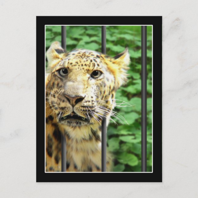 Mishap at the Zoo Postcard (Front)