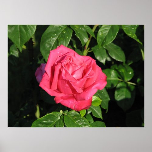 Miss All_American Beauty Hybrid Tea Rose 097 Poster