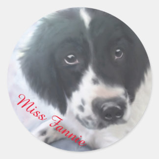 Miss Fannie - English Springer Spaniel Sticker