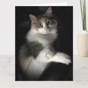 miss kitty card