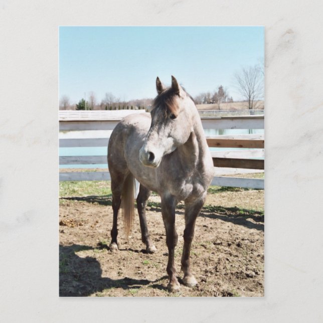 Miss Peppy Shu Postcard (Front)