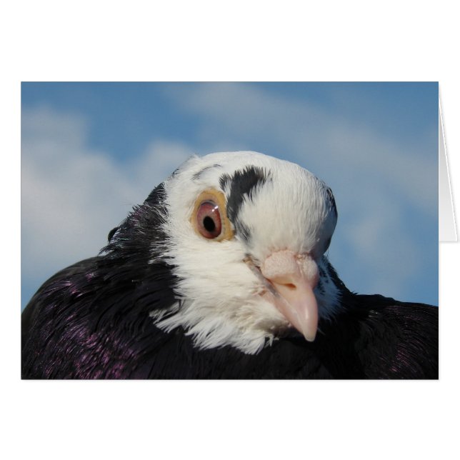Miss Pigeon Cards (Front Horizontal)