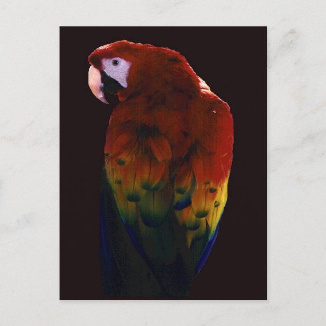 Miss Scarlett Postcard (Front)