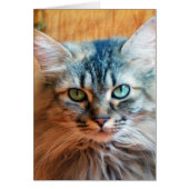 Miss Tootles (Front)