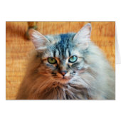 Miss Tootles (Front Horizontal)