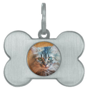 Miss Tootles Pet Tag