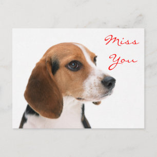 Miss You Beagle Puppy Dog Greeting Postcard