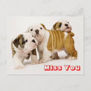 Miss You Bulldog Puppy Dog Greeting Postcard