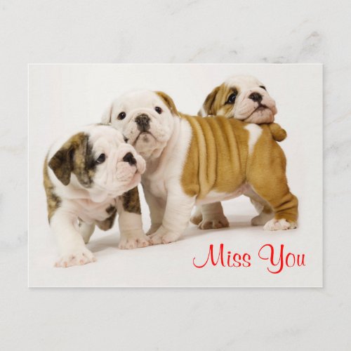 Miss You Bulldog Puppy Dogs Greeting Postcard