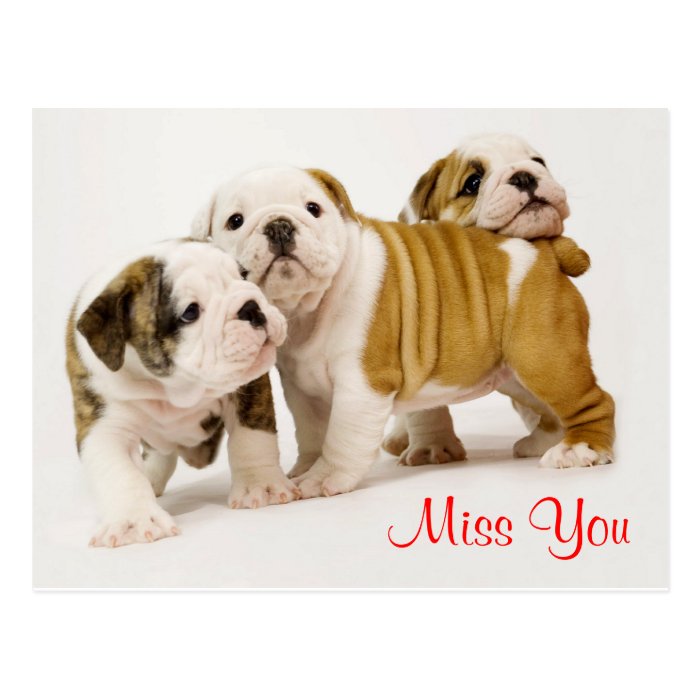 Miss You Bulldog Puppy Dogs Greeting Postcard