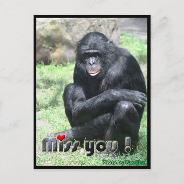 Miss you chimpanzee postcard (Front)