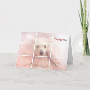 Miss You-Chinese Crested Hairless Dog Card