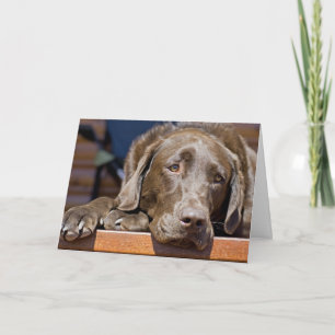 Miss You Chocolate Labrador Retriever Photo Card