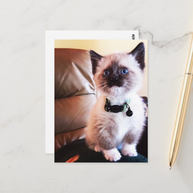 Miss You Fuzzy Adorable Siamese Kitty Photo Postcard (Front/Back In Situ)