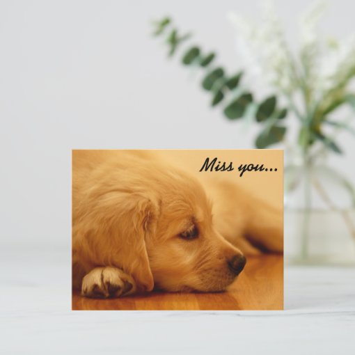 Miss you! Golden Retriever Puppy Postcard | Zazzle