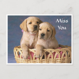 Miss You Labrador Retriever Puppy Post Card
