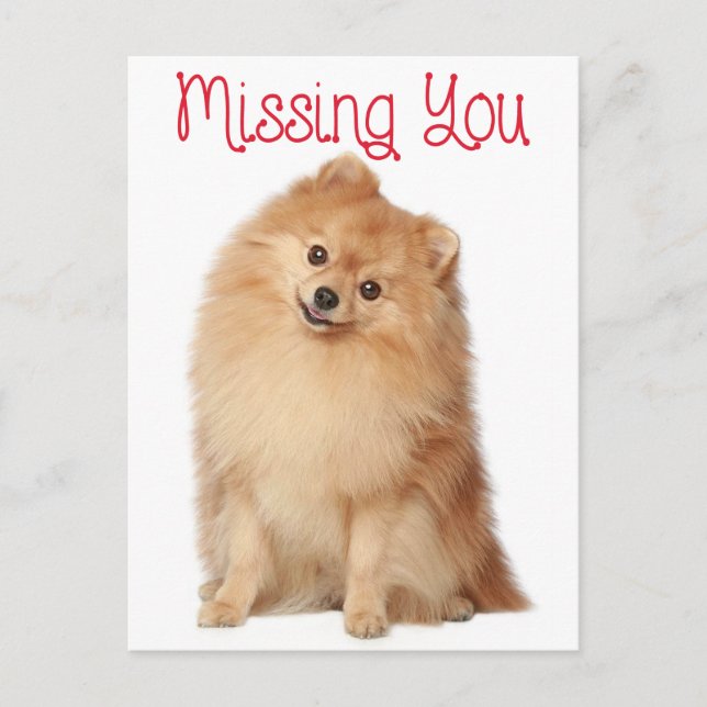 Miss You Pomeranian Puppy Dog Greeting Postcard (Front)