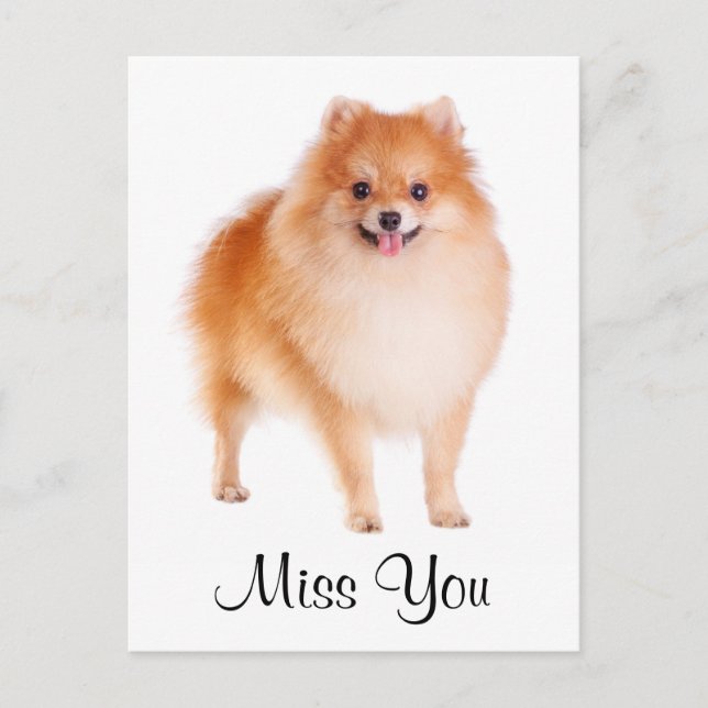 Miss You Pomeranian Puppy Dog Greeting Postcard (Front)