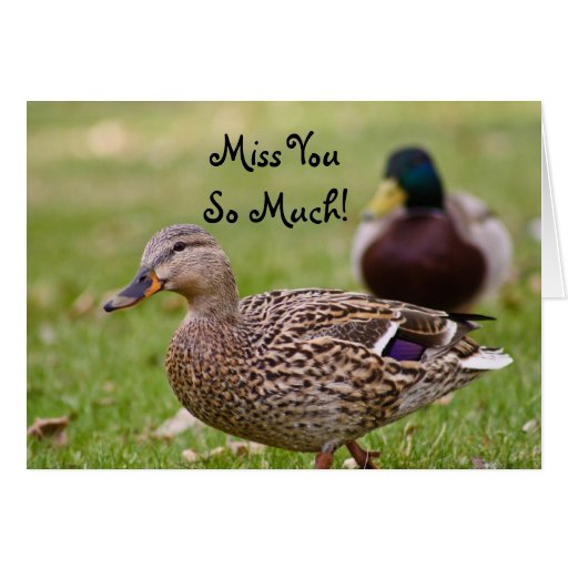 Miss You So Much Duck Card | Zazzle