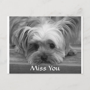 Miss You Yorkshire Terrier  Puppy Dog Postcard