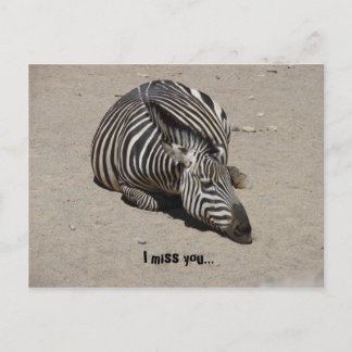 Miss You Zebra Postcard