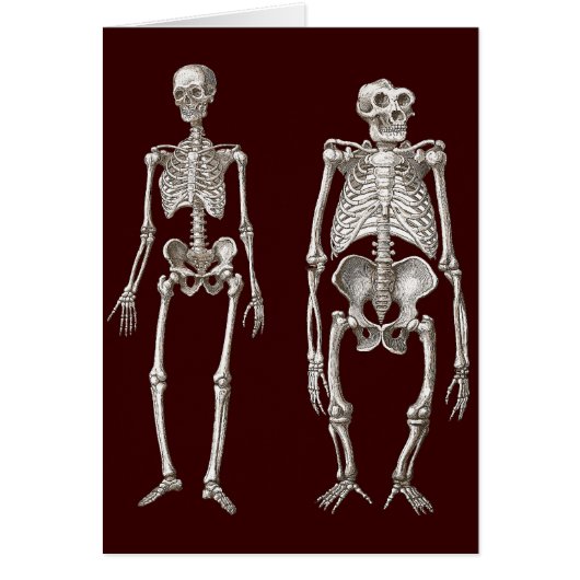 Missing Link - Skeletons of Man and Ape Cards (Front)