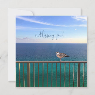 Missing you! A juvenile large white-headed gull