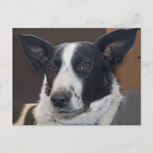 Missing You Border Collie Dog Perky Ears Photo Postcard