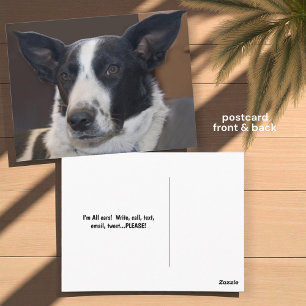Missing You Border Collie Dog Perky Ears Photo Postcard
