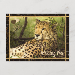 Missing You Cheetah Photo Image Postcard