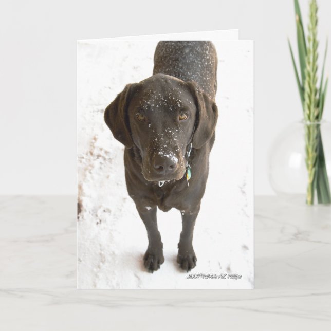 Missing You Chocolate Labrador Dog Photograph Card (Front)