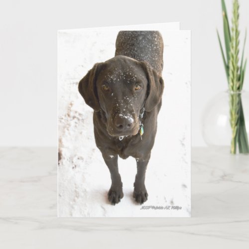 Missing You Chocolate Labrador Dog Photograph Card