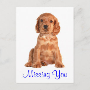 Missing You Cocker Spaniel Puppy Dog Postcard