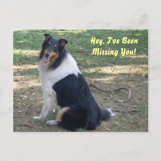 Missing You- Collie! Postcard (Front)