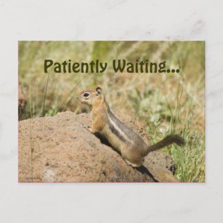 Missing You Cute Chipmunk On A Rock Photo Custom