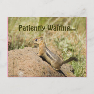 Missing You Cute Chipmunk On A Rock Photo Custom Postcard