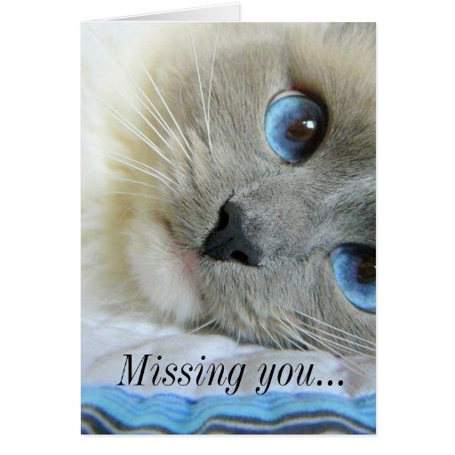 Missing you kitten greeting card | Zazzle